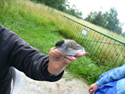 Foto von der Vogelberingungsaktion in Coldam