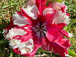 Foto einer Tulpe