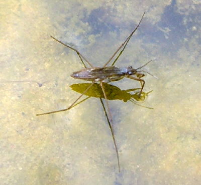 Foto eines Wasserläufers, zur Verfügung gestellt von Astrid Hamann