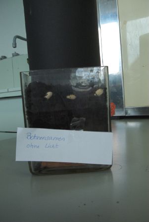 Bohnensamen ohne Licht