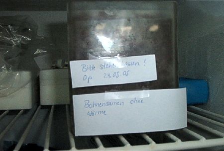 Bohnensamen ohne Wärme
