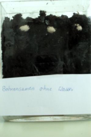 Bohnensamen ohne Wasser