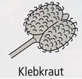 Klebkraut
