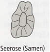 Seerose