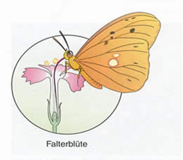 Insektenbestäubung Bild 2