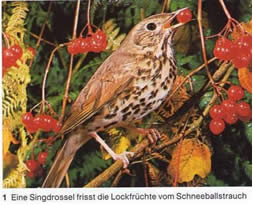 Singdrossel