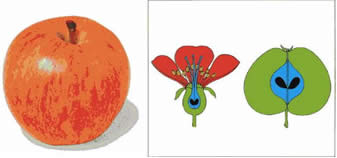 Apfel