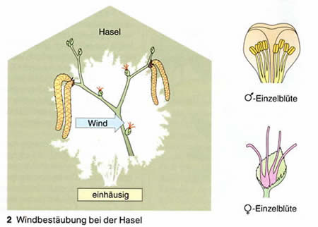 Grafik zur Windbestäbung