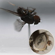Fotos der Polytrichophora indistincta
